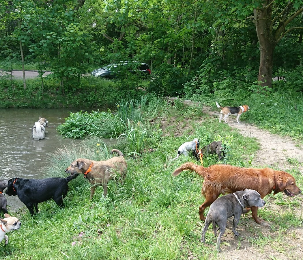 Hakunamatadog pension canine ,promenade collectif ,education , pension pour chien 2